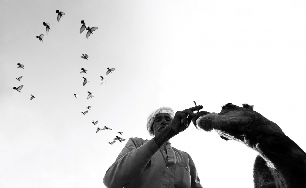 We Run, You Fly.