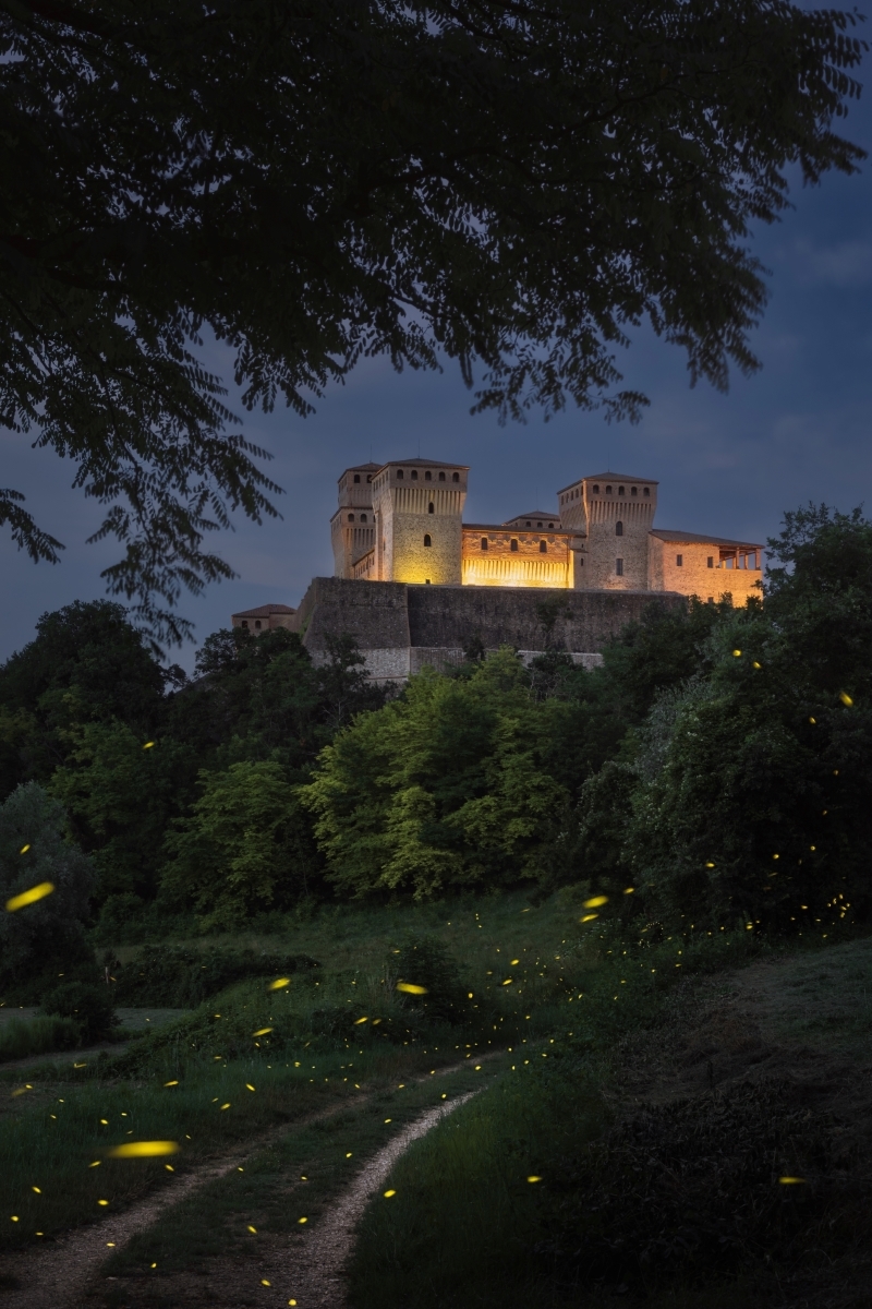 The Nocturnal Odyssey: Unveiling Nature's Hidden Symphony