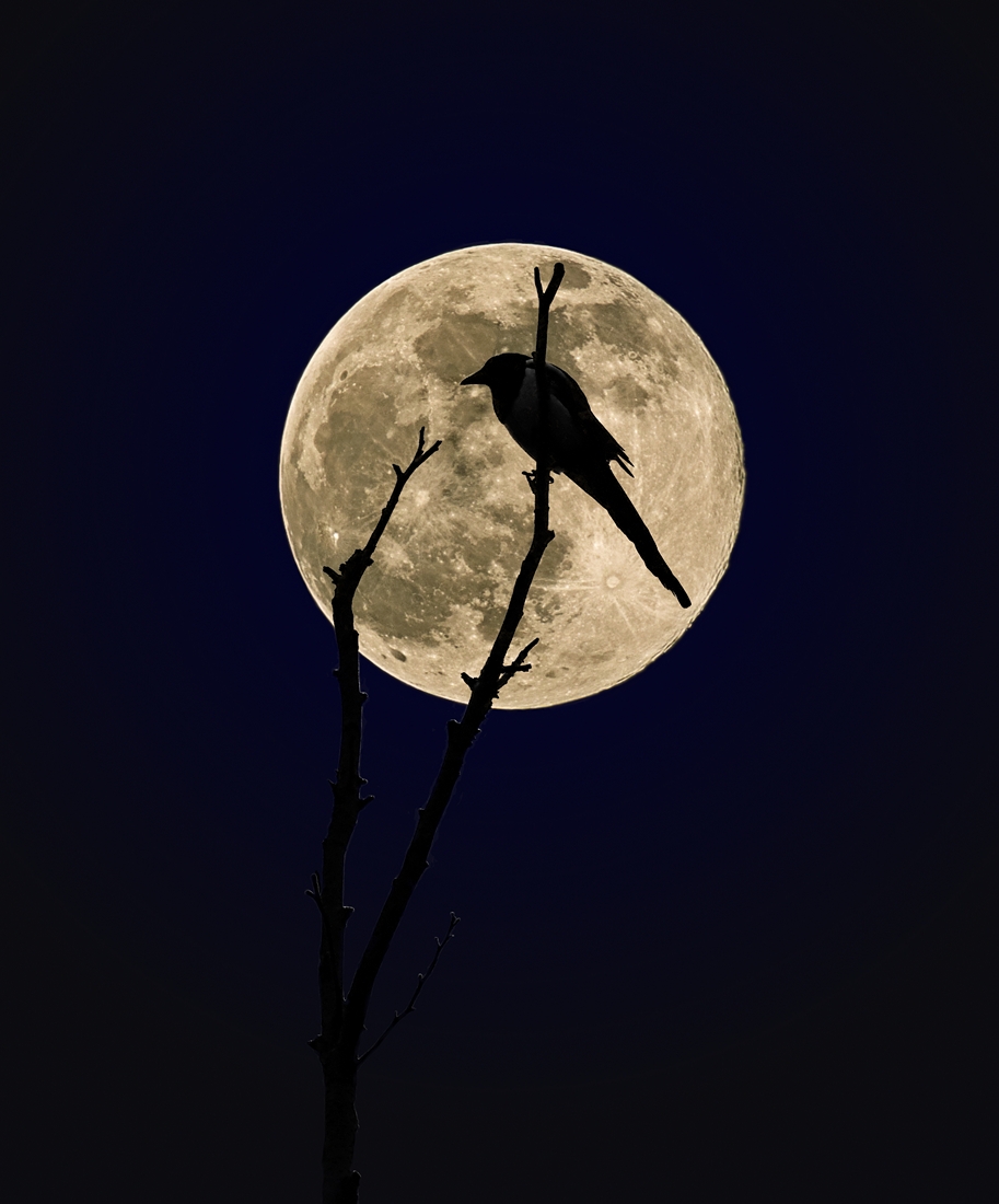 Loneliness