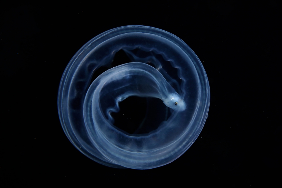 Round