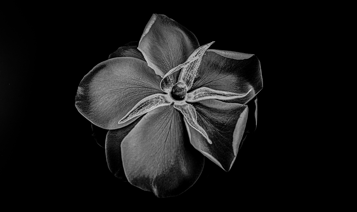 Solarized Flora