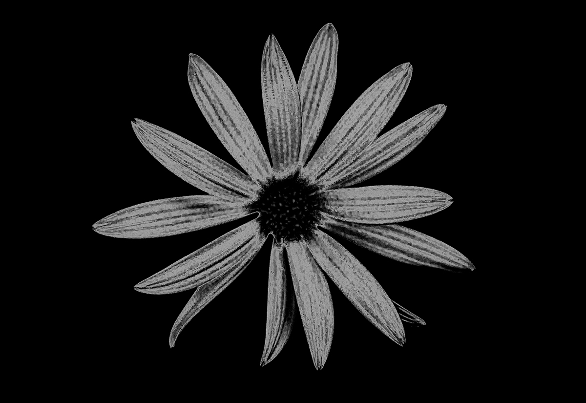 Solarized Flora