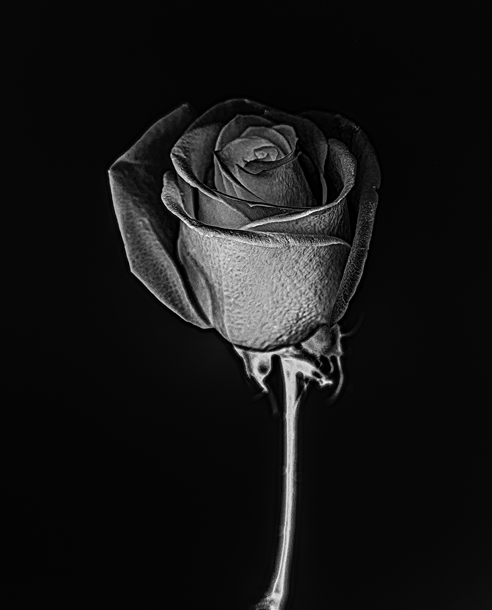 Solarized Flora