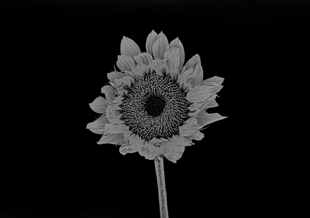 Solarized Flora