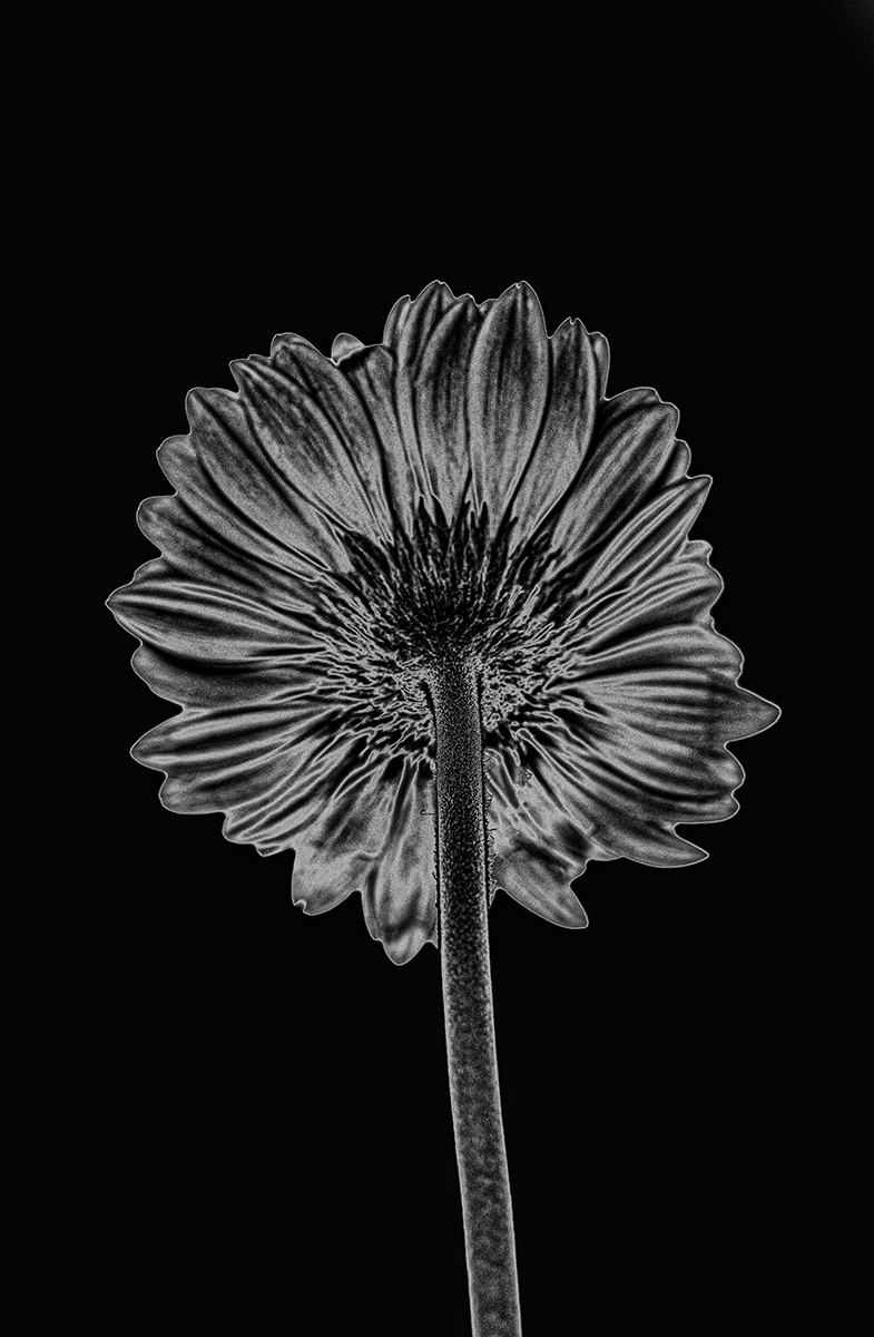 Solarized Flora