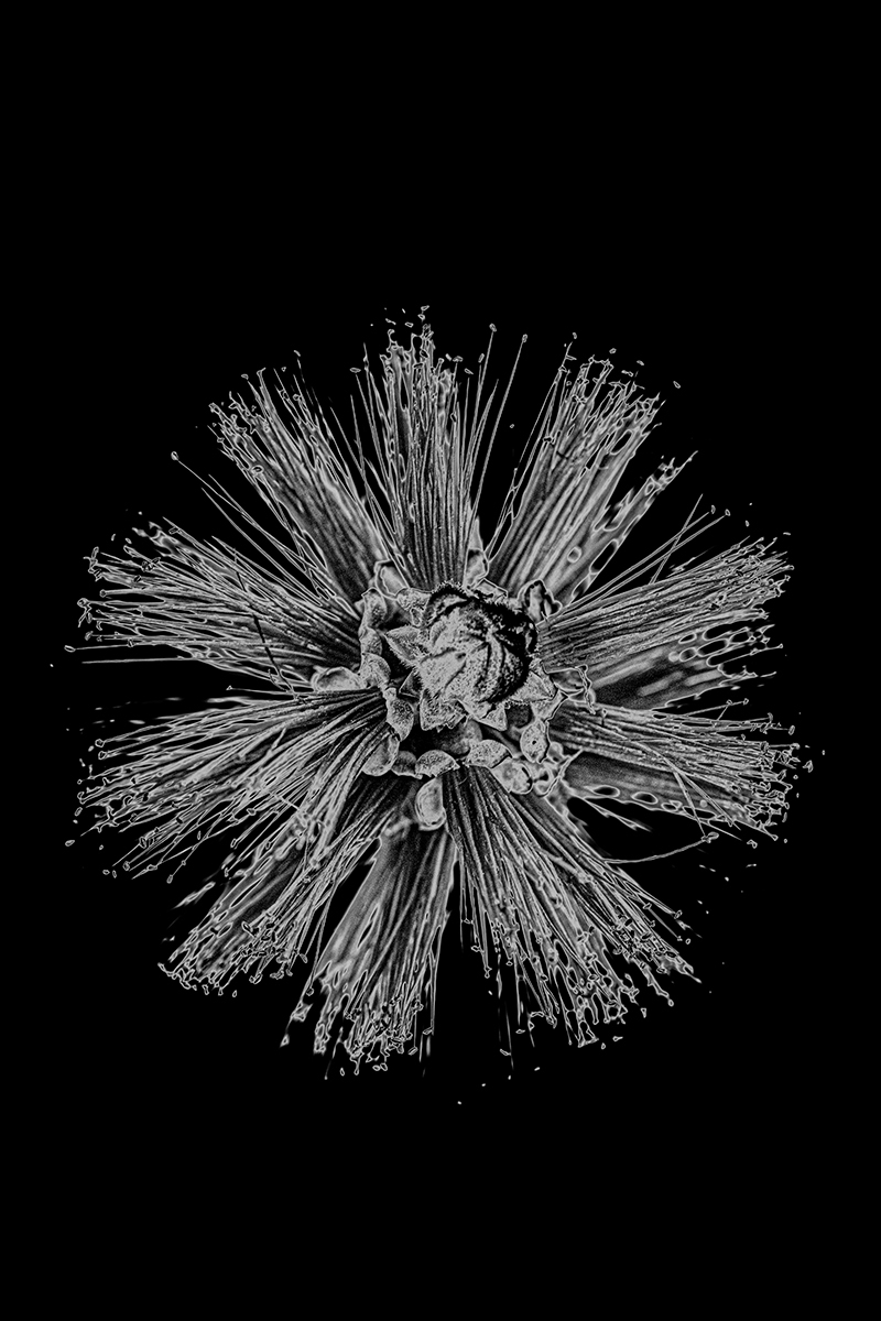 Solarized Flora
