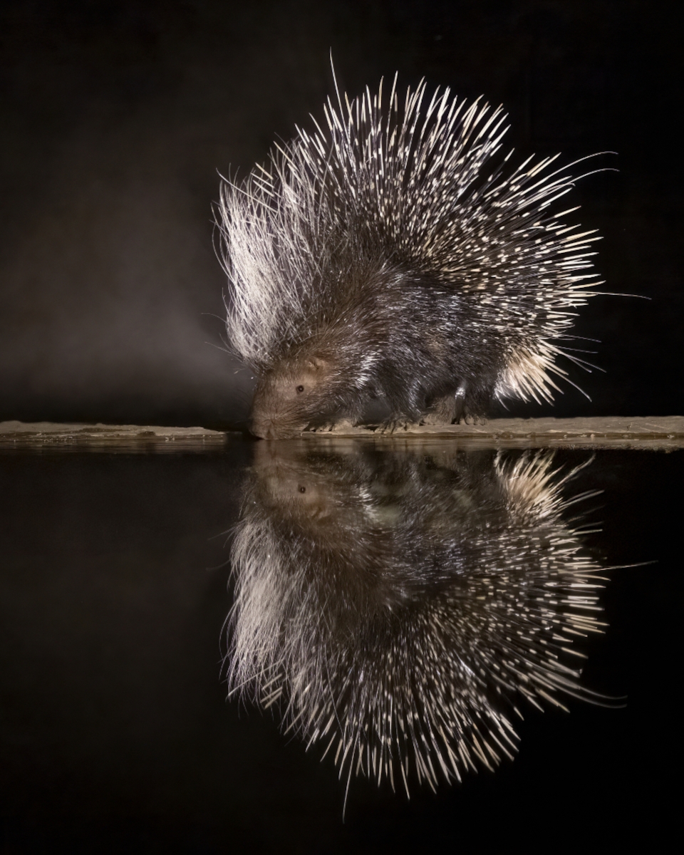 Reflections in the Night