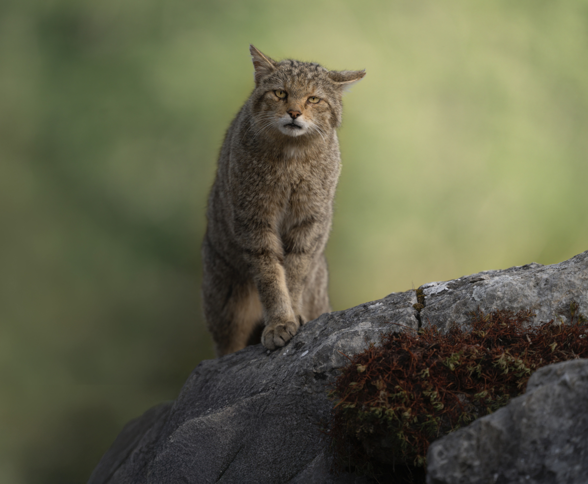 A Wild Cat Among the Rocks