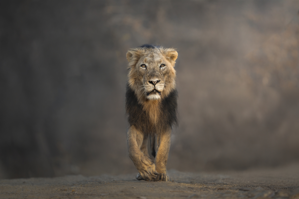 Lion posing