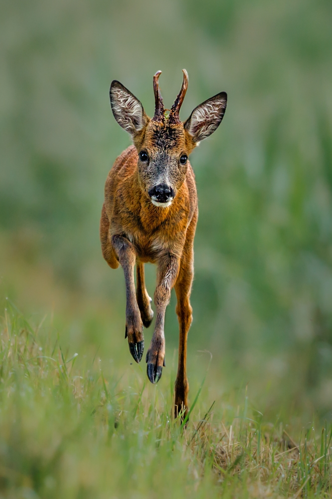 Local Wildlife-East Anglia-England