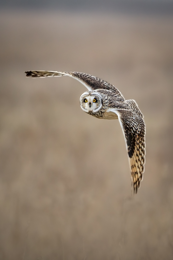 Local Wildlife-East Anglia-England
