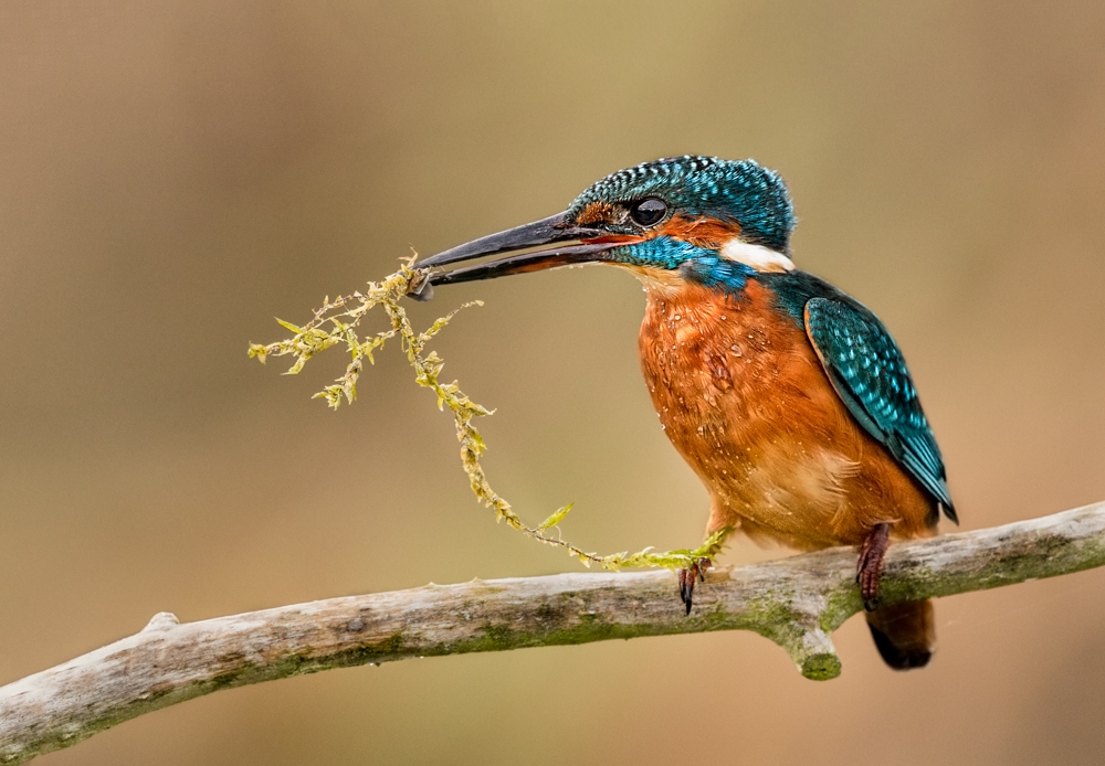 Local Wildlife-East Anglia-England
