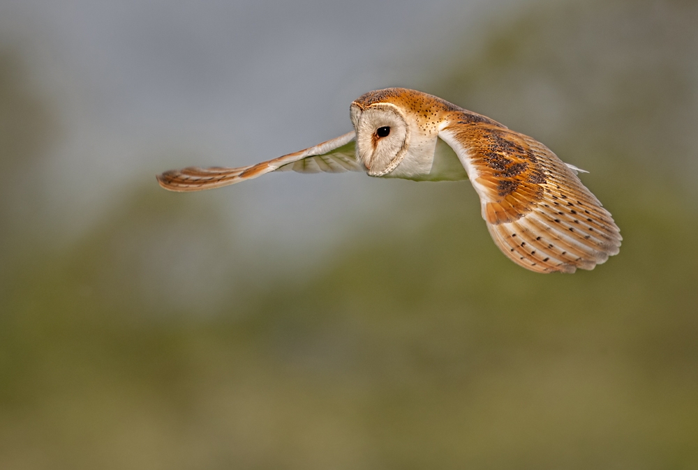 Local Wildlife-East Anglia-England