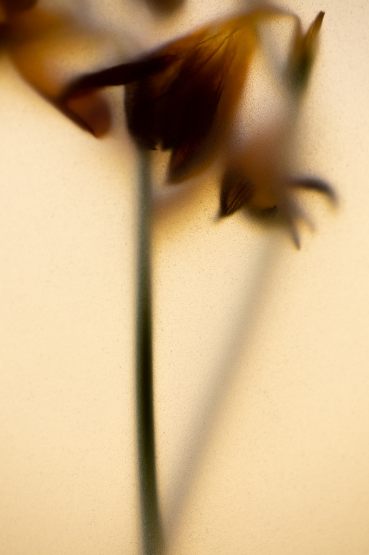 Withered Soul