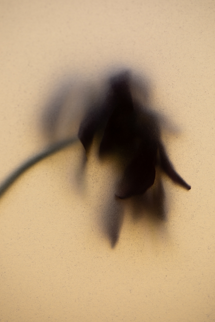 Withered Soul