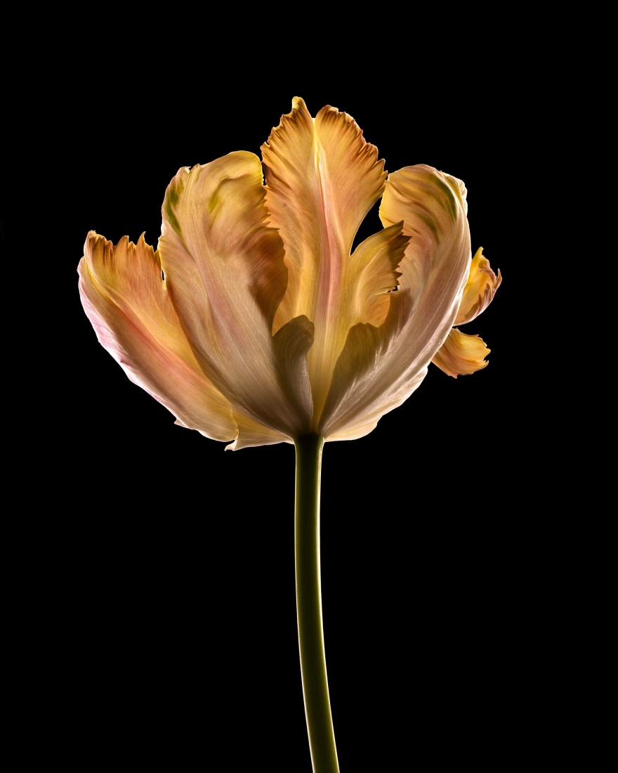 Passing  beauty...