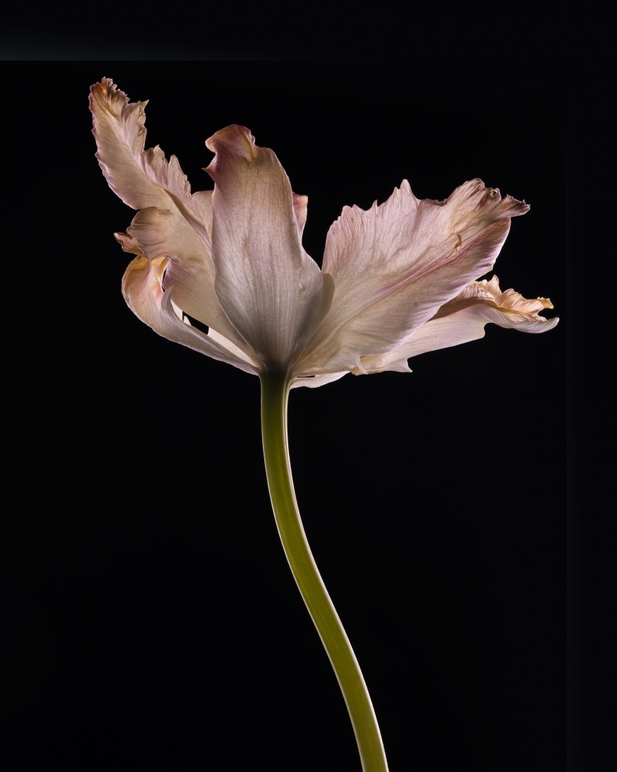 Passing  beauty...