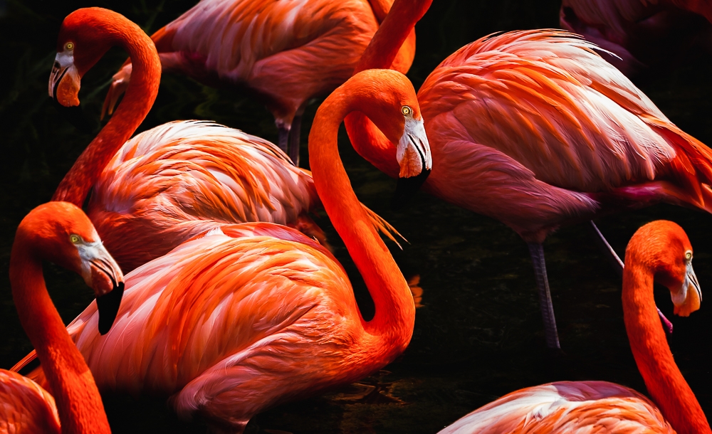 Flamingos