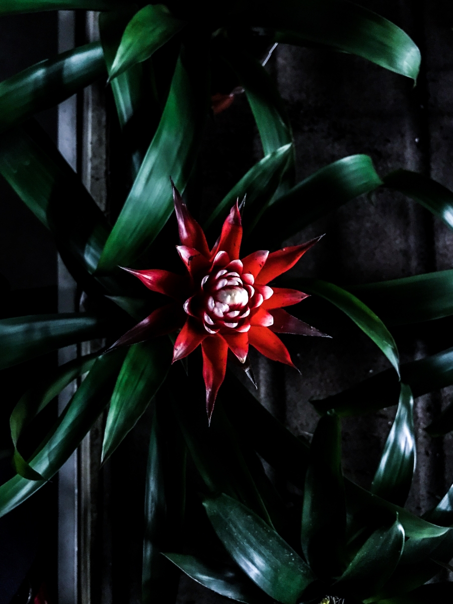 stinging colors