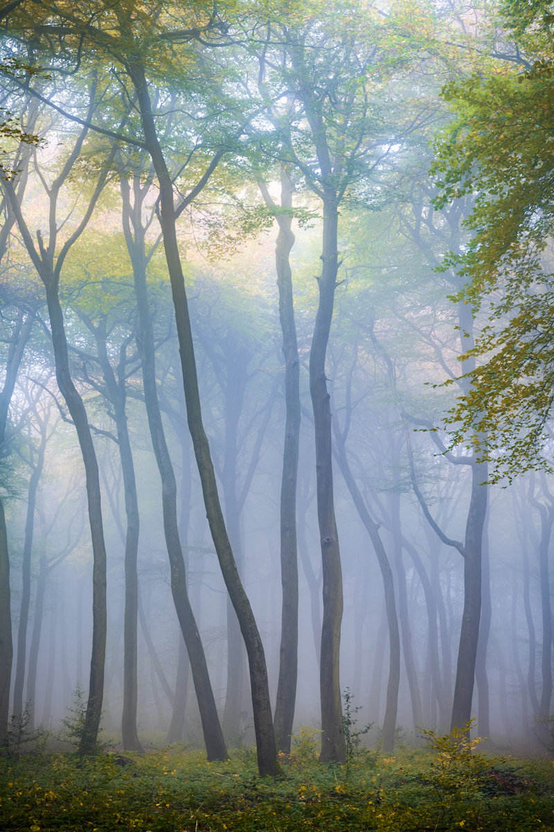 British woodland at dawn