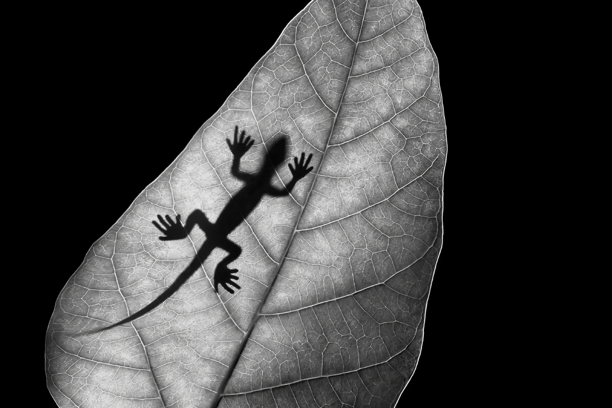 Phantom of Lizard