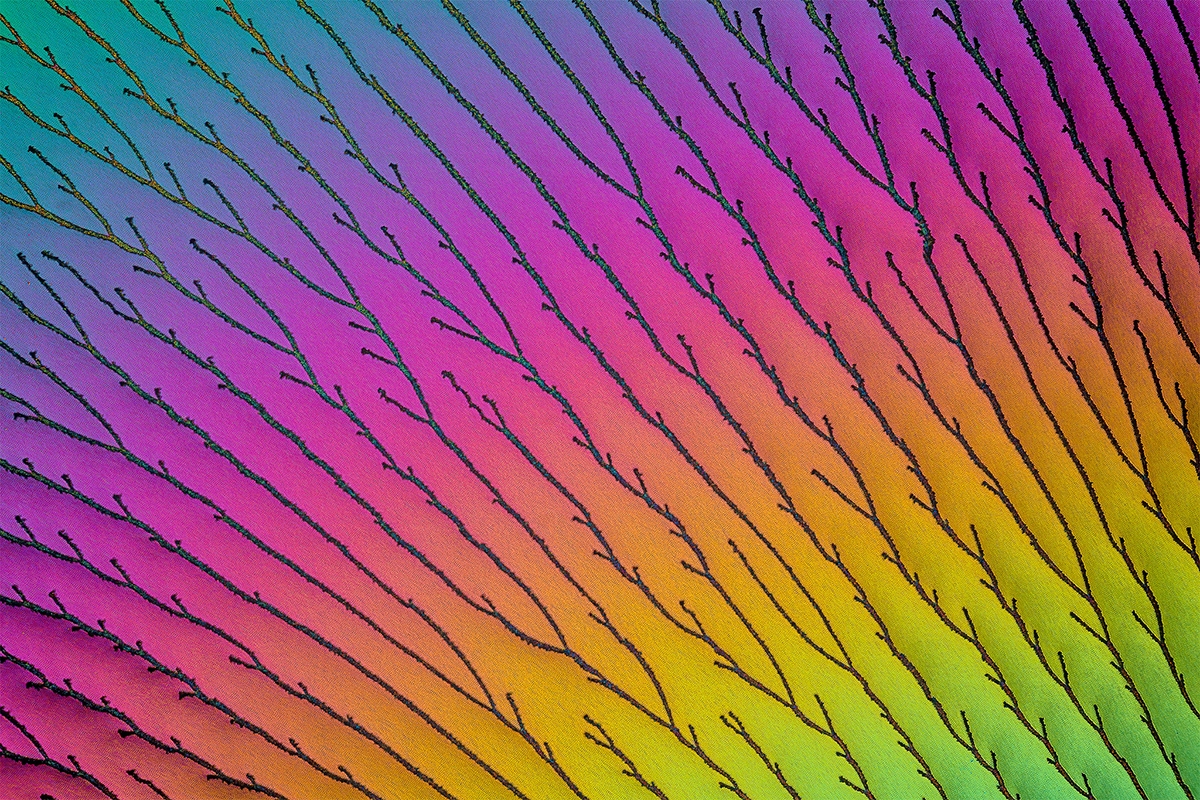 Microcrystals in polarized light, Ascorbic acid in a magnification scale of 20x / magnification approx. 250:1.