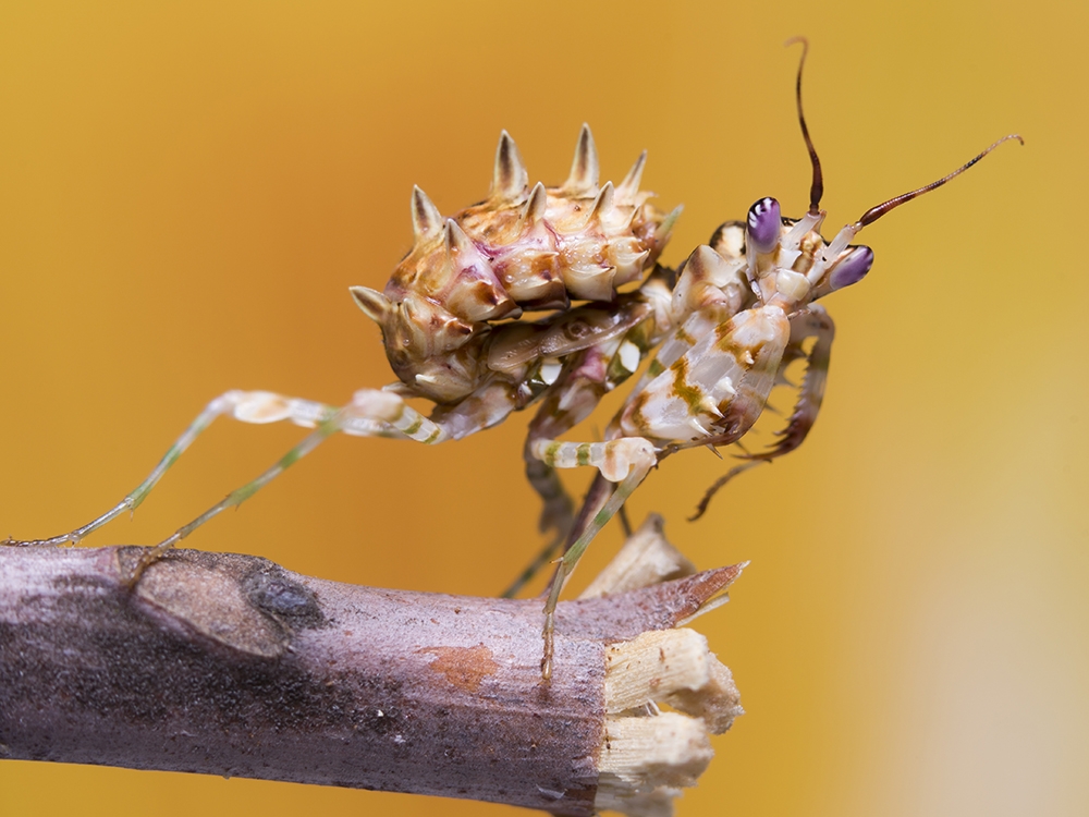 flower mantis