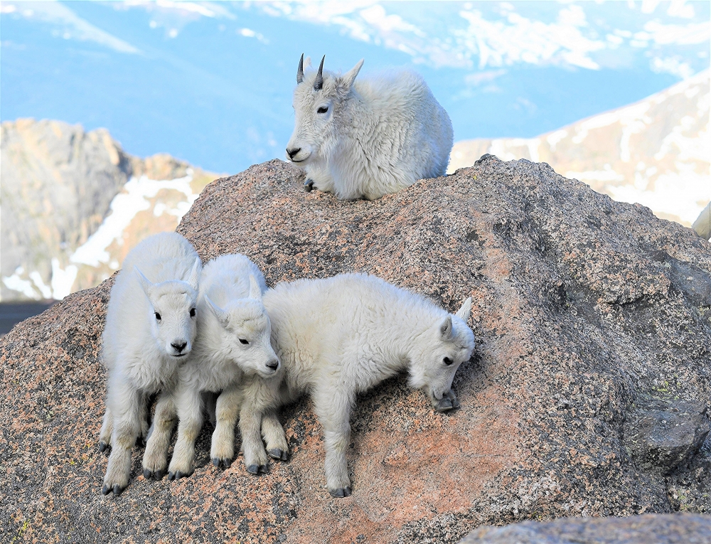 Learning to Climb