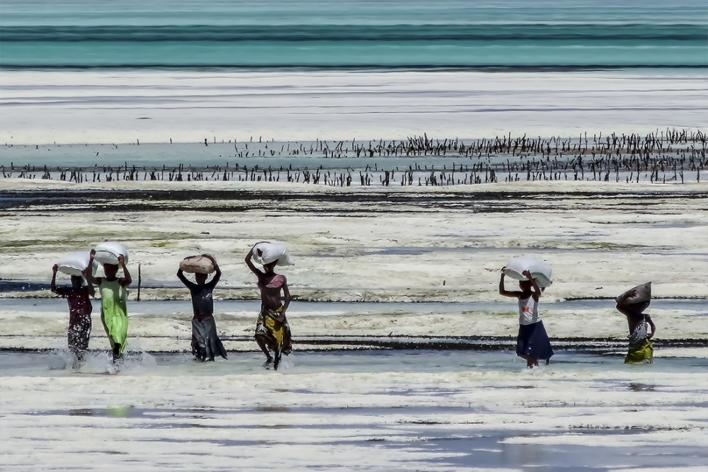 STEVE RYCH (Stephane CHERY) Scènes de vie d'une plage à Zanzibar...