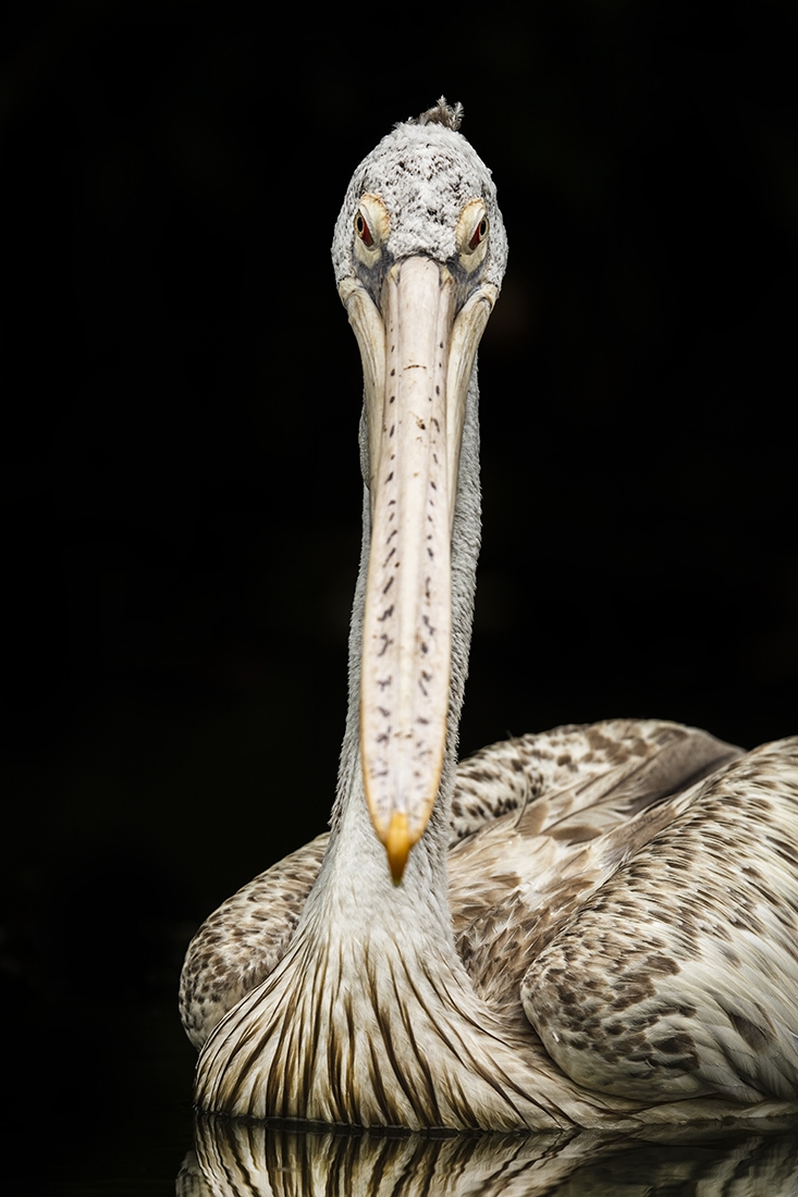 Pelican Portrait