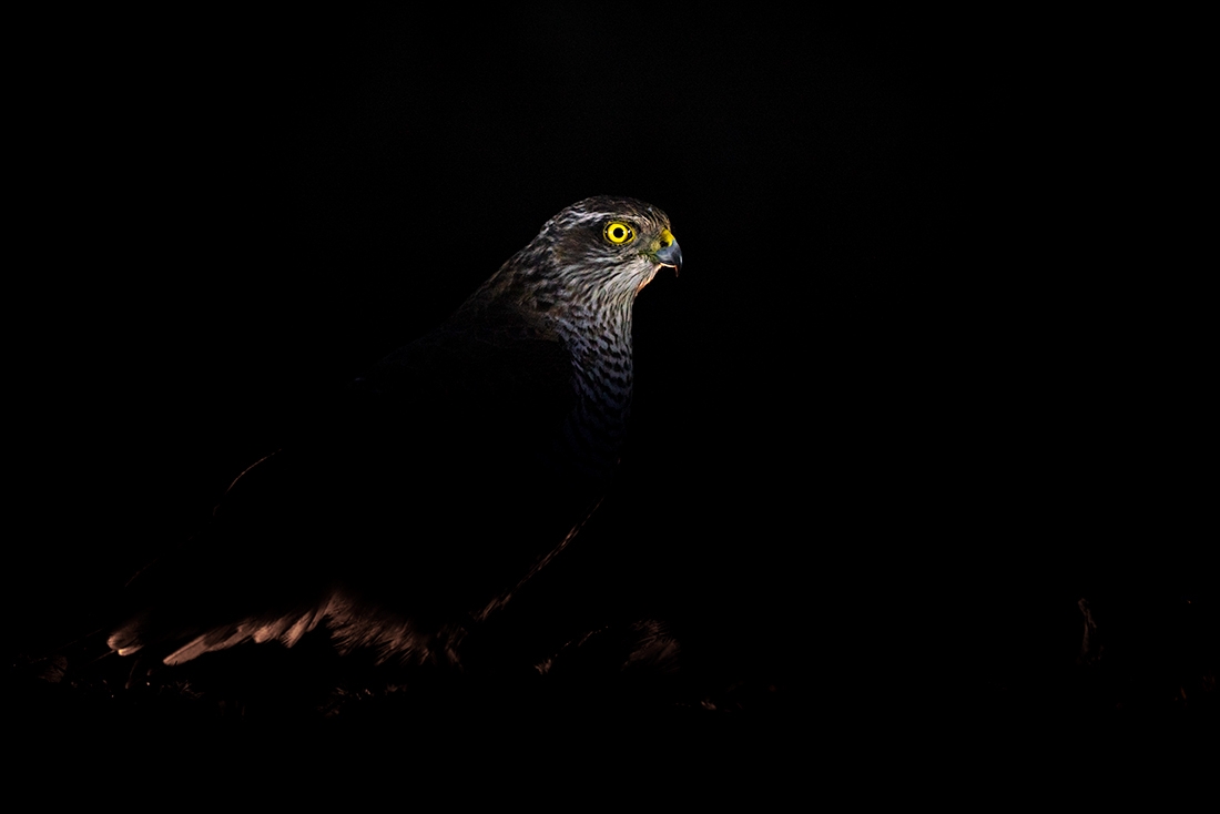 Sparrow hawk (Accipiter nisus)