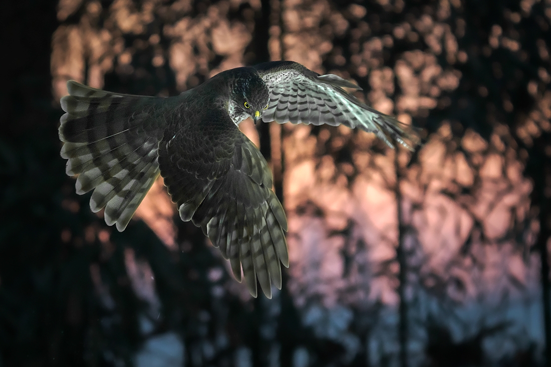 Sparrow hawk (Accipiter nisus)