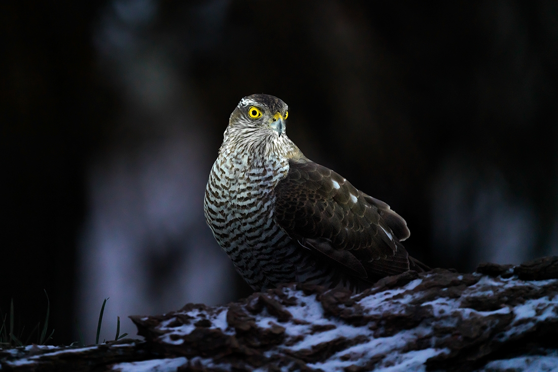 Sparrow hawk (Accipiter nisus)