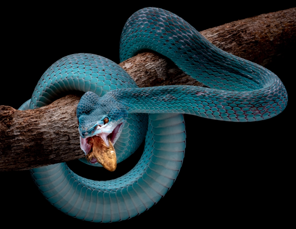 Vipers and Their Prey