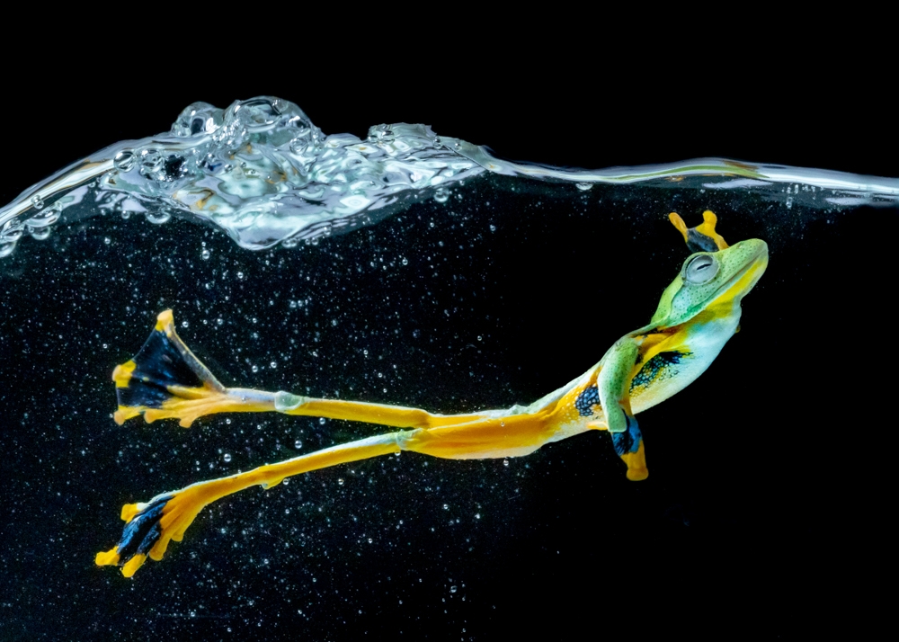 Wallace Flying Frog