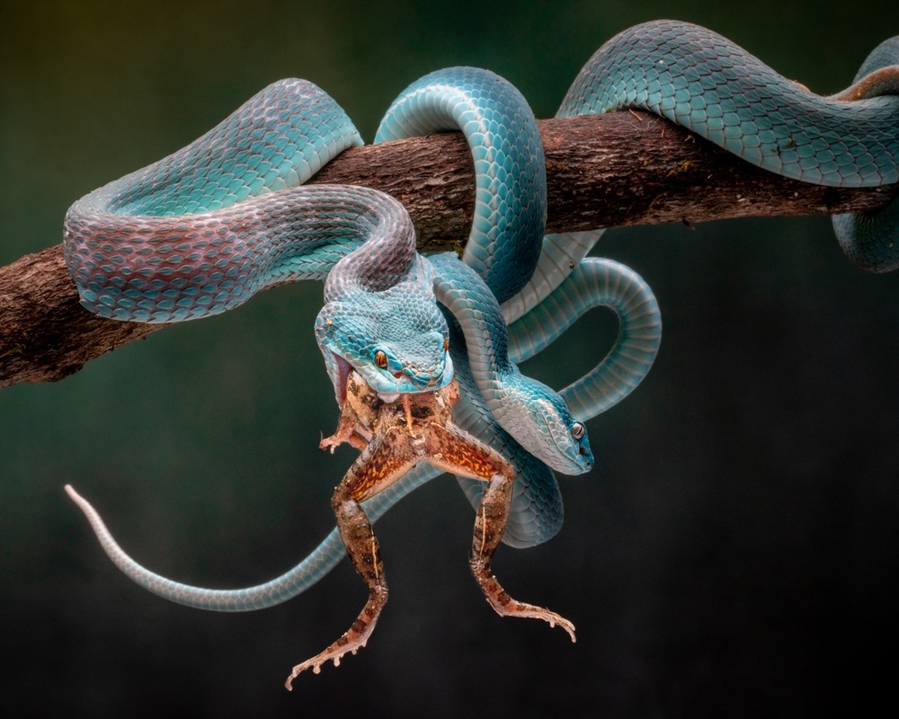Vipers and Their Prey