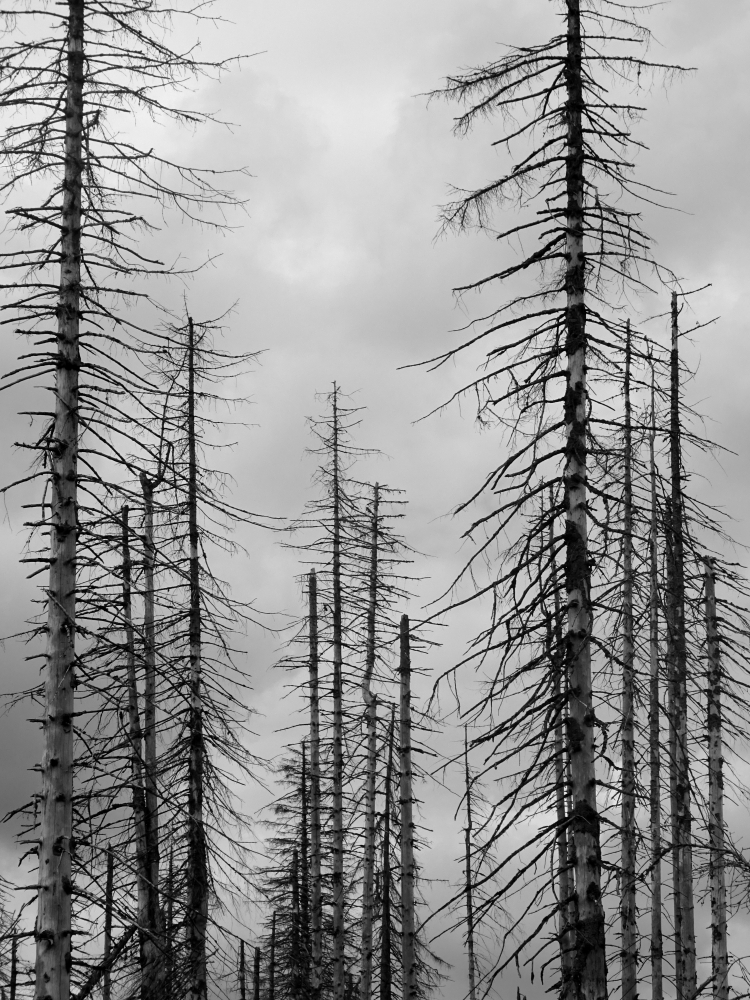 Forest dieback