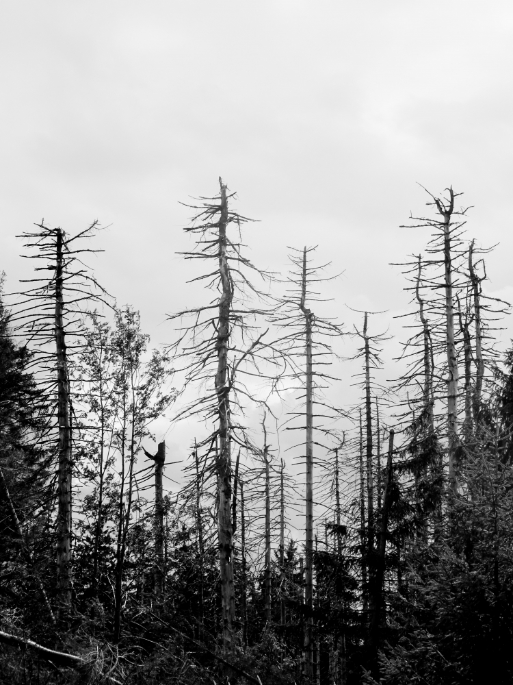 Forest dieback