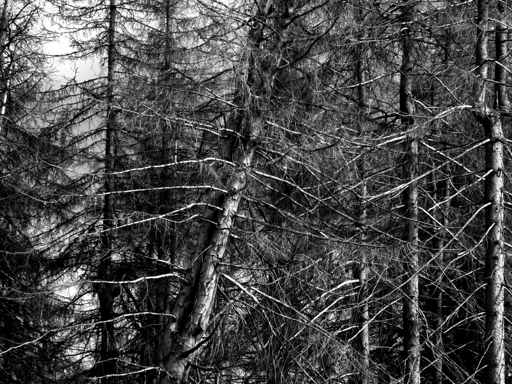 Forest dieback