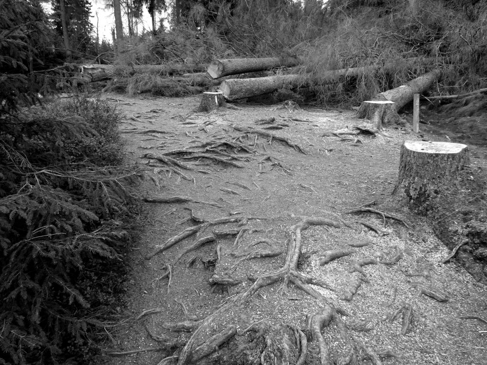Forest dieback
