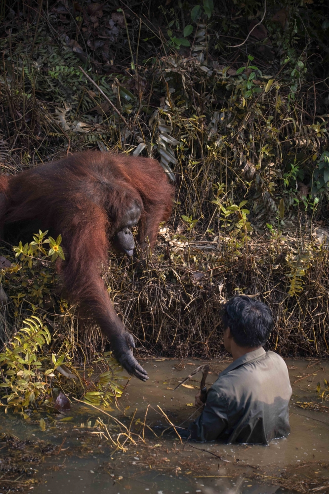 Helping Hand 