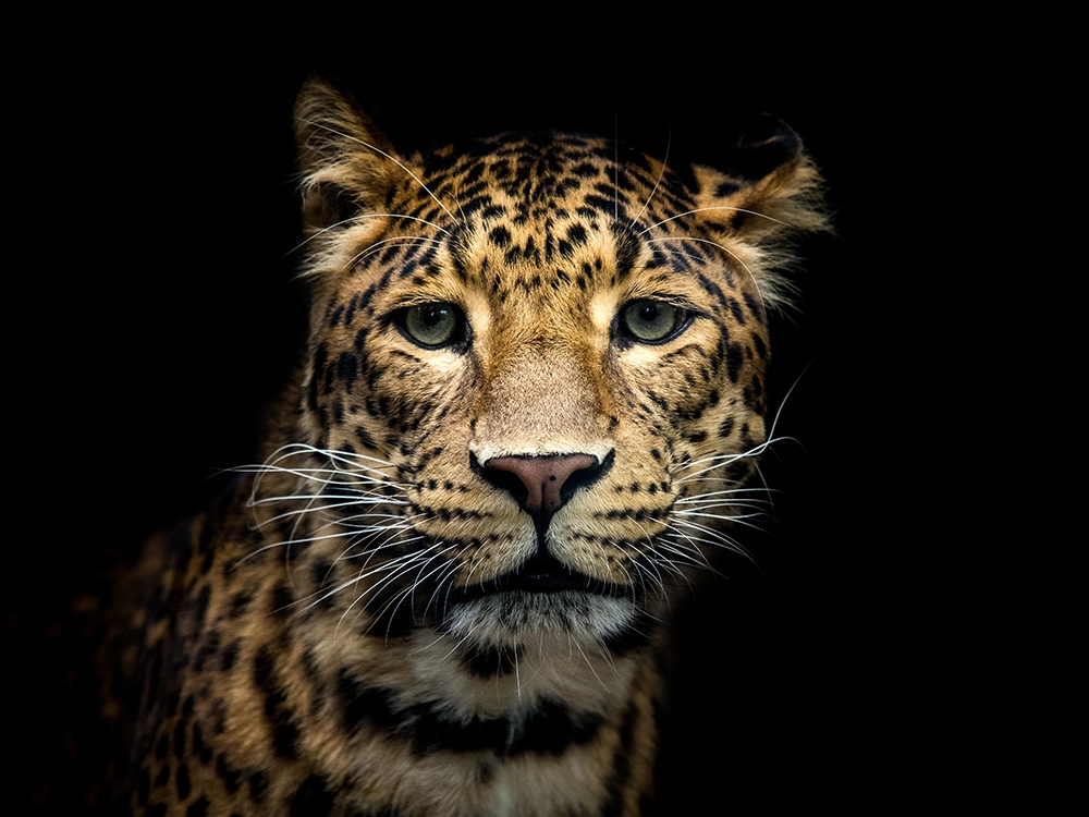 Tao, the beautiful panther of China.