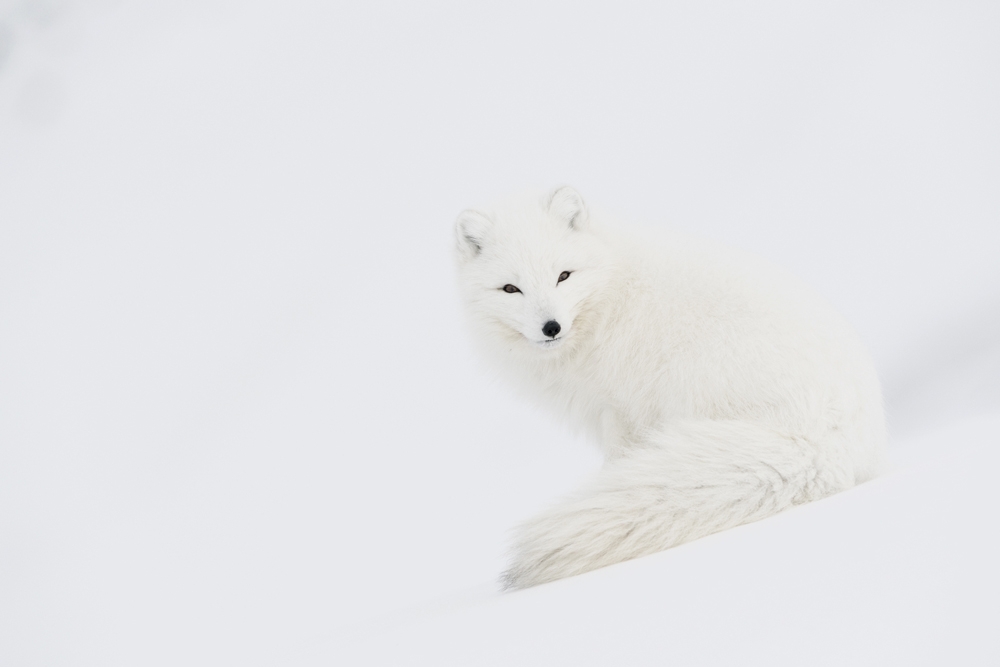 WHITE GHOST