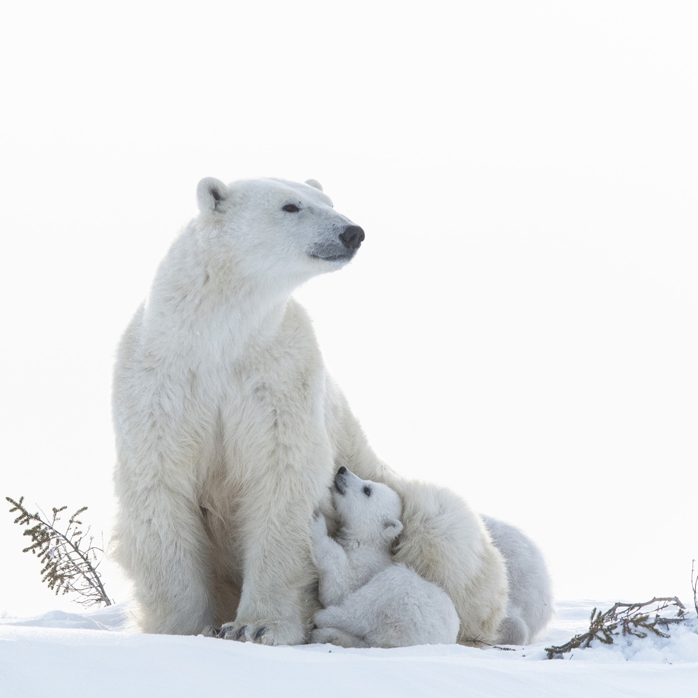 Wapusk Polar Bears