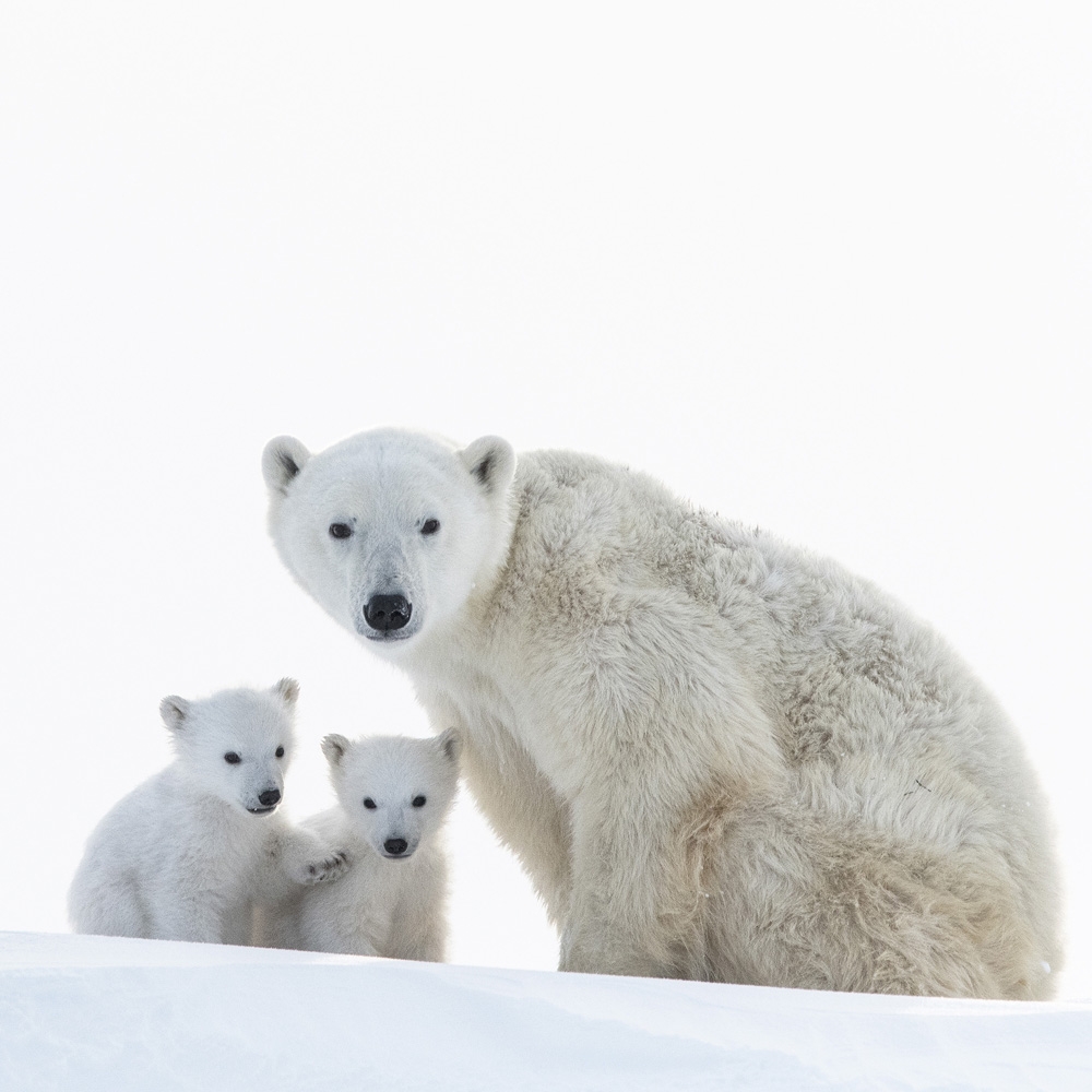 Wapusk Polar Bears