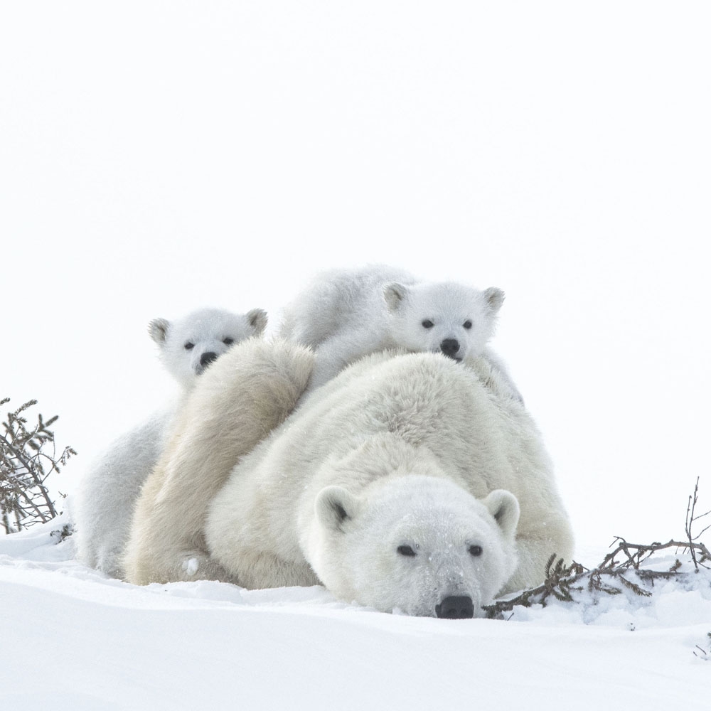 Wapusk Polar Bears