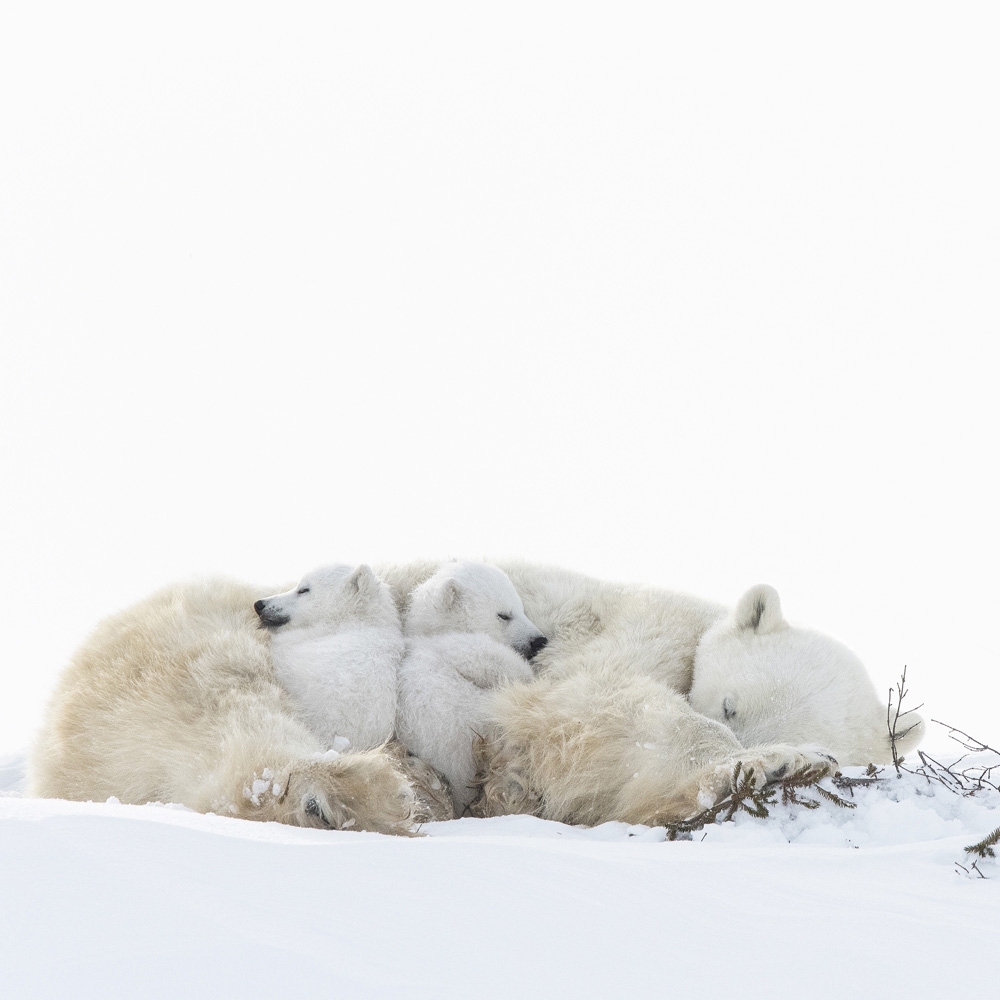 Wapusk Polar Bears