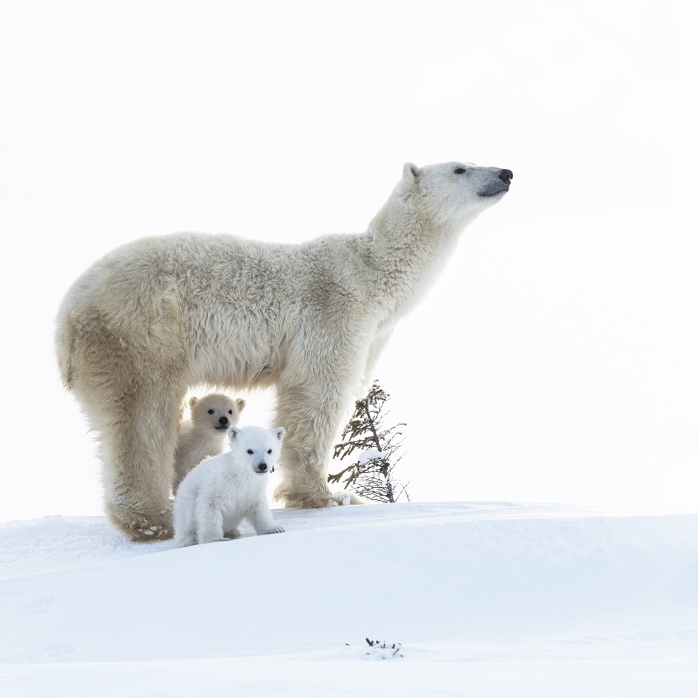 Wapusk Polar Bears