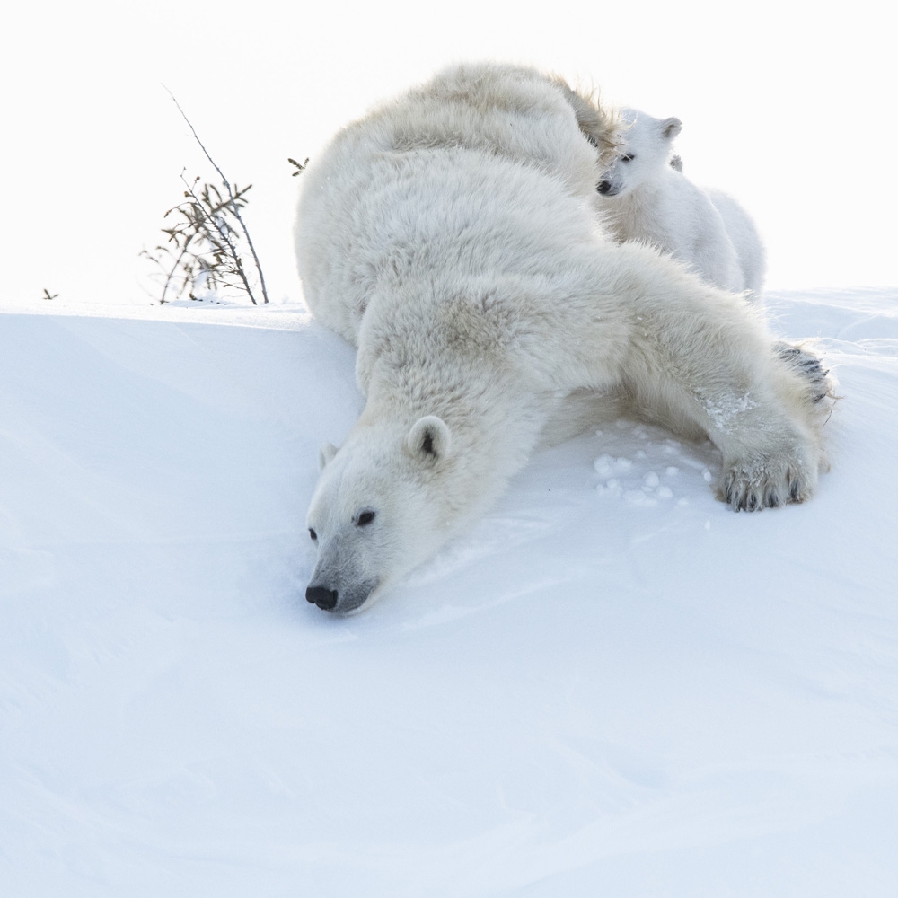 Wapusk Polar Bears