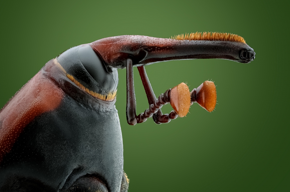 insect Portraits